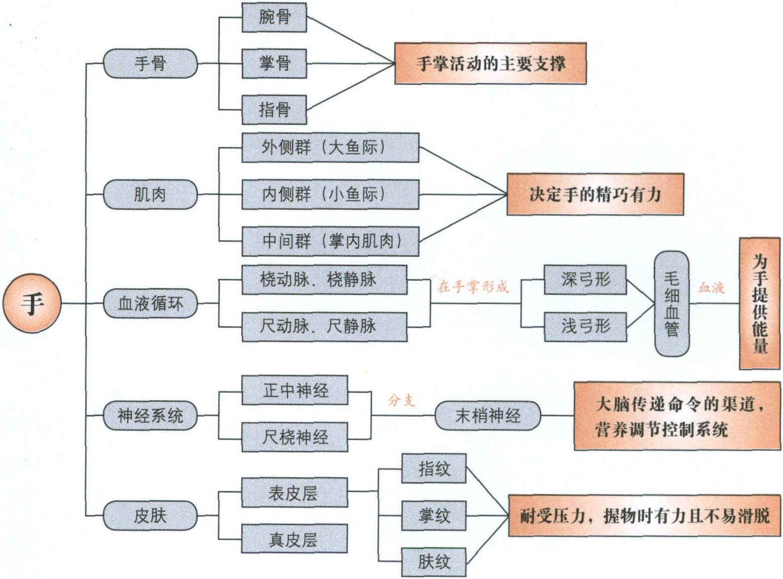 手診理論基礎(chǔ)之一——解剖學(xué)